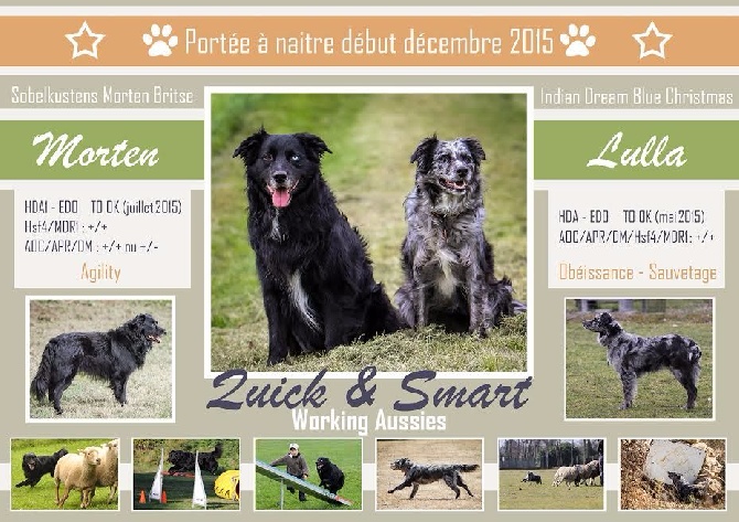 Quick And Smart - Les chiots de Lulla & Morten sont attendus début décembre 2015...