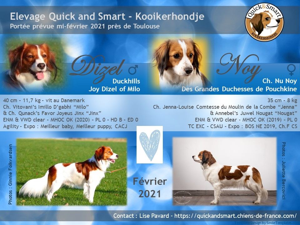 Quick And Smart - Petit chien hollandais de chasse au gibier d'eau - Portée née le 14/02/2021