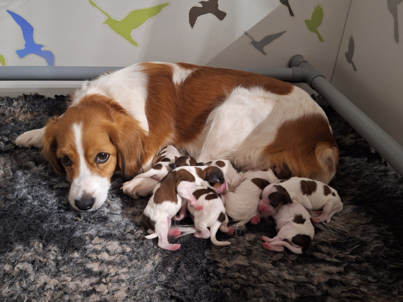 Les chiots de Suki et Vick sont nés !