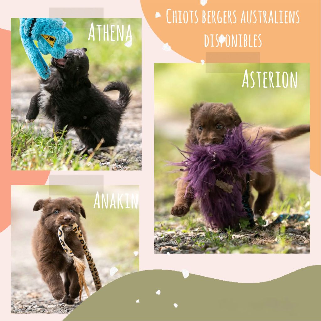 Il reste 3 chiots disponibles 