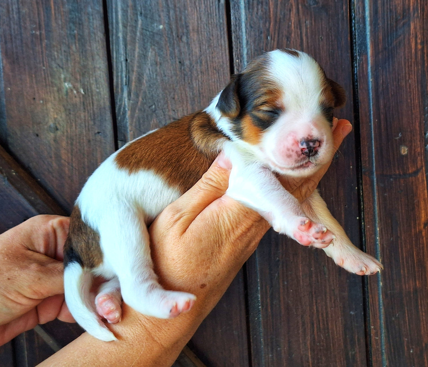 Quick And Smart - Chiots disponibles - Petit chien hollandais de chasse au gibier d'eau