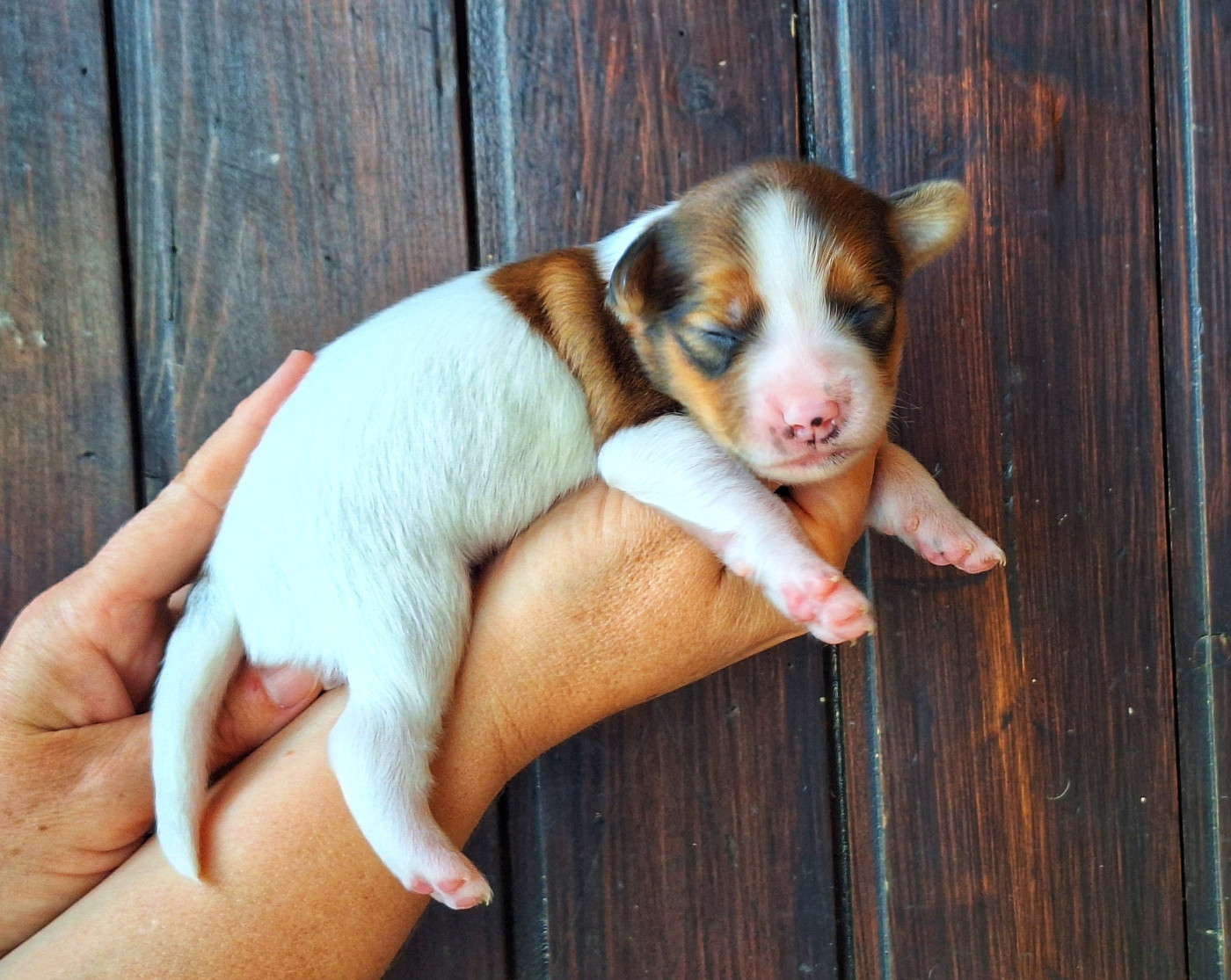 Quick And Smart - Chiots disponibles - Petit chien hollandais de chasse au gibier d'eau