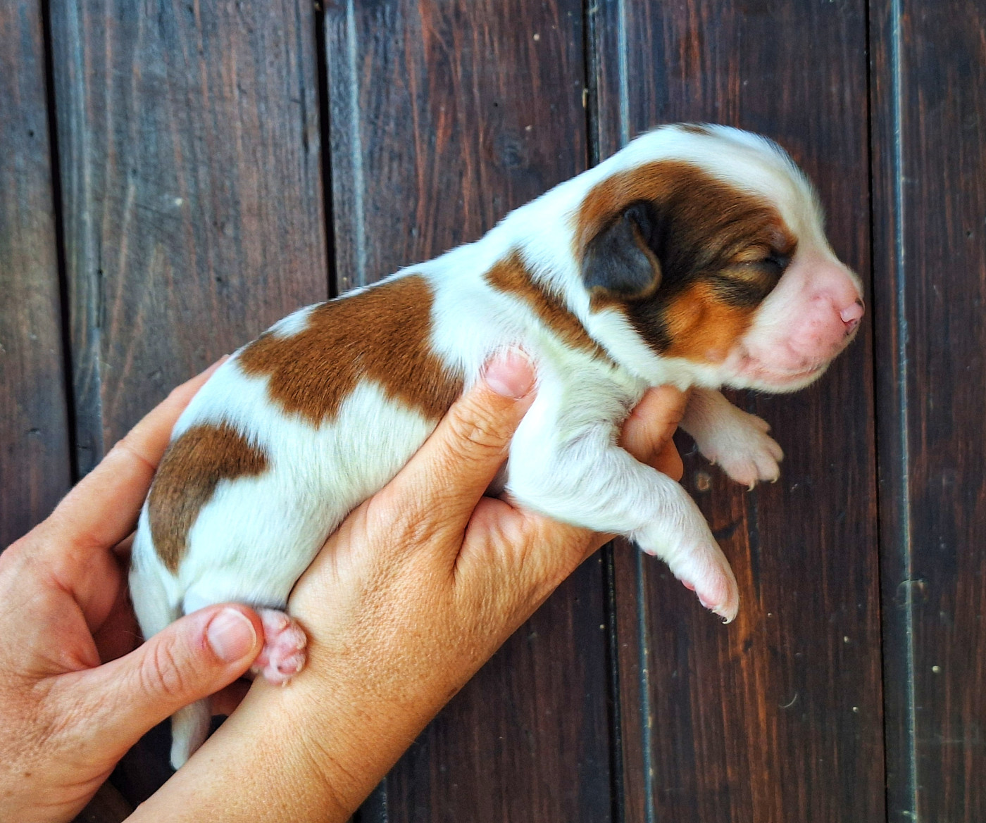 Quick And Smart - Chiots disponibles - Petit chien hollandais de chasse au gibier d'eau