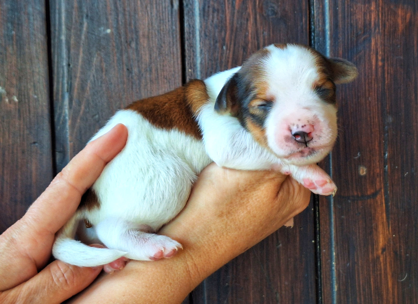 Quick And Smart - Chiots disponibles - Petit chien hollandais de chasse au gibier d'eau