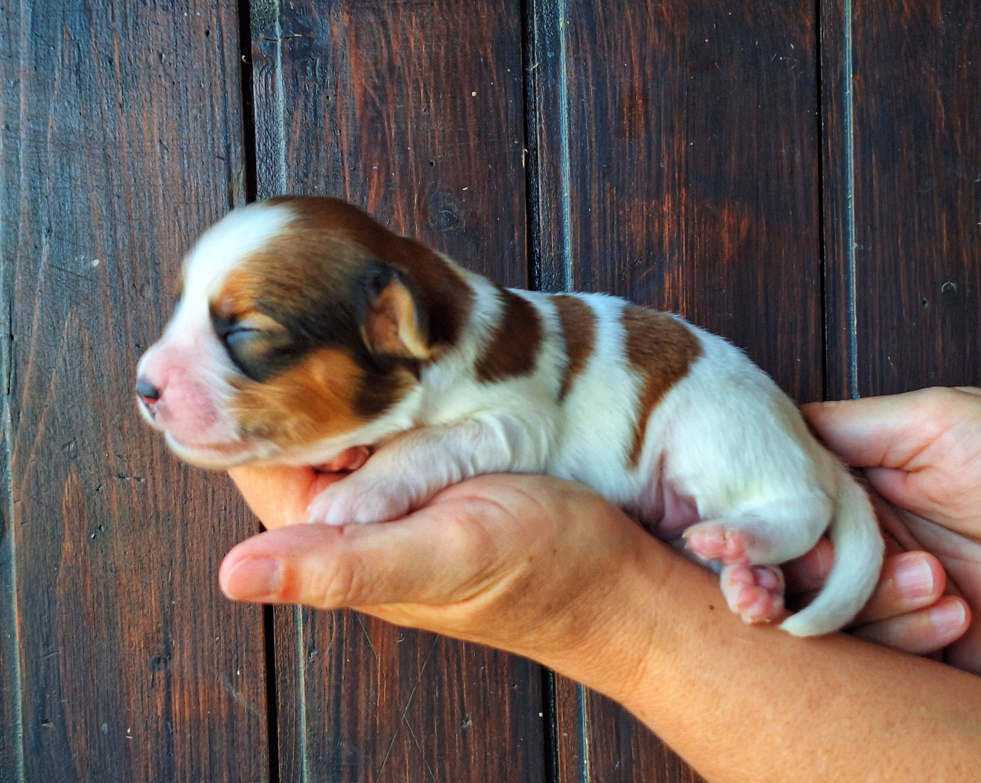 Quick And Smart - Chiots disponibles - Petit chien hollandais de chasse au gibier d'eau