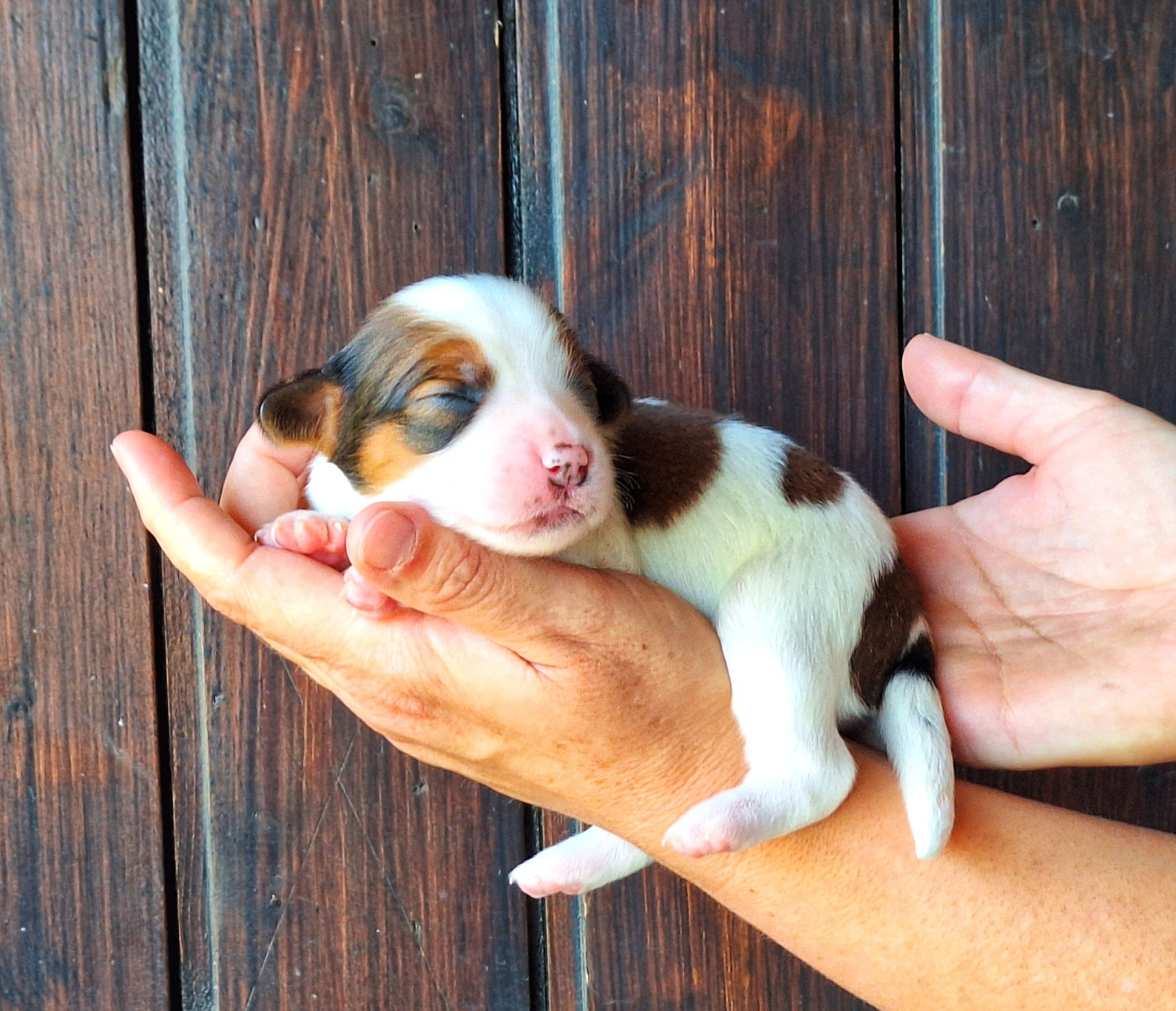 Quick And Smart - Chiots disponibles - Petit chien hollandais de chasse au gibier d'eau