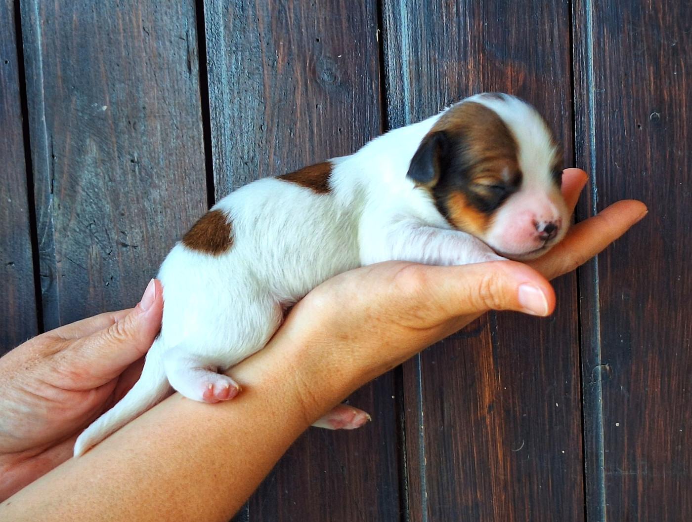 Quick And Smart - Chiots disponibles - Petit chien hollandais de chasse au gibier d'eau