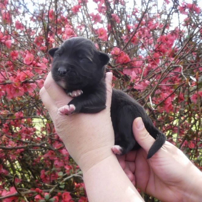 Quick And Smart - Chiots disponibles - Berger Australien