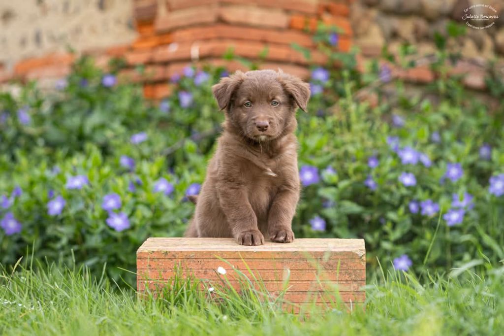 Quick And Smart - Chiots disponibles - Berger Australien