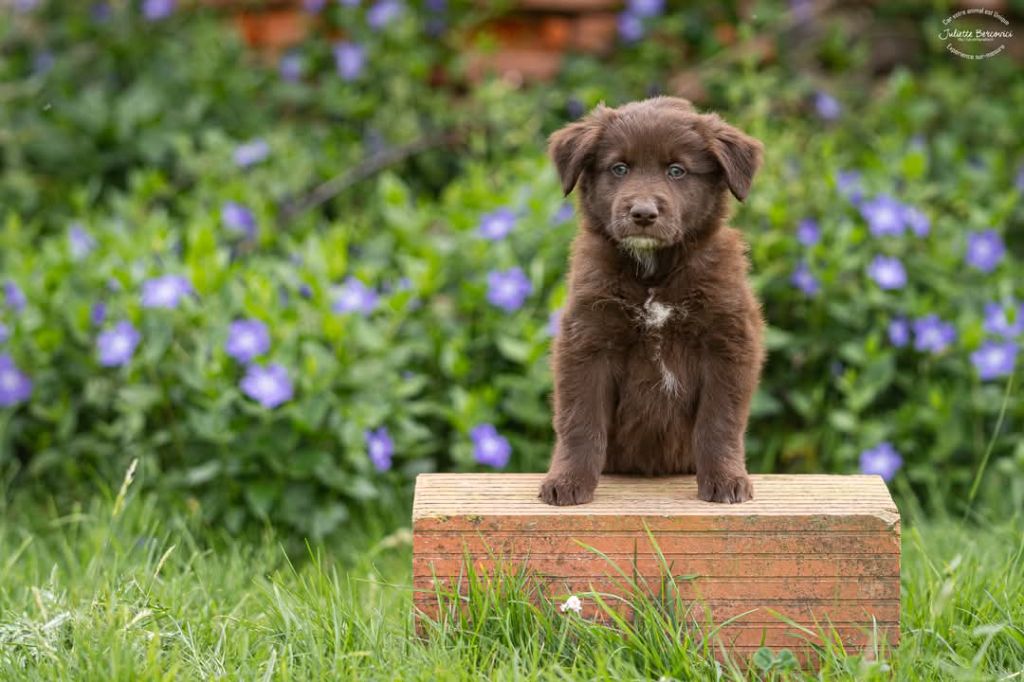 Quick And Smart - Chiots disponibles - Berger Australien